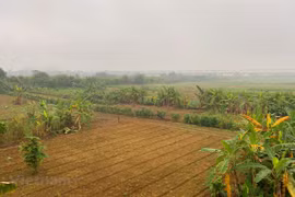 Vùng đất bãi sông Hồng. (Ảnh: Hùng Nguyễn/Vietnam+)