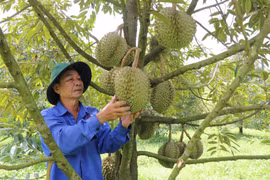 Vườn sầu riêng giống Dona của Hợp tác xã Sầu riêng Hương Thanh, xã Đạ Tẻh (tỉnh Lâm Đồng). (Ảnh: Nguyễn Huy Thành/TTXVN)
