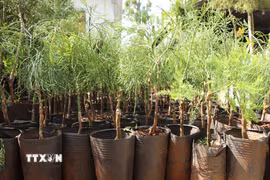 (Ảnh minh họa: Thu Hiền/TTXVN)