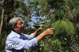 Đến nay, thầy Thống đã nhân giống được hơn 2.500 cây thủy tùng, góp phần bảo tồn nguồn gene quý. (Ảnh: Thu Hiền/TTXVN)