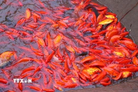 Năm nay thời tiết thuận lợi, cá phát triển tốt. (Ảnh: Công Luật/TTXVN)