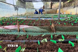 Sâm nuôi cấy mô trong nhà màng của Công ty Cổ phần rượu sâm Ngọc Linh Kon Tum. (Ảnh: Cao Nguyên/ TTXVN)