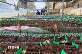 Sâm nuôi cấy mô trong nhà màng của Công ty Cổ phần rượu sâm Ngọc Linh Kon Tum. (Ảnh: Cao Nguyên/ TTXVN)