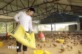 Nhờ nguốn vốn vay, gia đình anh Nguyễn Văn Toại, thôn Đồng Giếng, xã Đạo Trù đã đầu tư phát triển chăn nuôi, mang lại thu nhập ổn định. (Ảnh: Nguyễn Thảo/TTXVN)