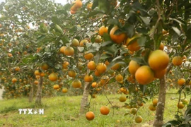 Nhiều nhà vườn và hợp tác xã ở Con Cuông, Yên Khê, Anh Sơn, Nhân Hòa… đang tạo ra các sản phẩm tinh chế mang đậm nét văn hóa địa phương, nâng tầm cam sinh thái thành "Quà tặng dược liệu". (Ảnh: Bích Huệ/TTXVN)