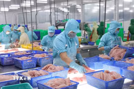 Chế biến cá tra xuất khẩu tại nhà máy của Tập đoàn Sao Mai, tỉnh An Giang. (Ảnh: Vũ Sinh/TTXVN)