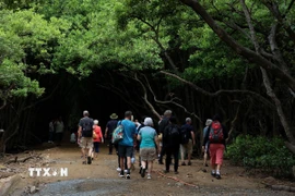 Đảo Khỉ nằm trong hệ sinh thái khu dự trữ sinh quyển rừng ngập mặn Cần Giờ thu hút hàng chục nghìn lượt khách du lịch đến tham quan và tìm hiểu mỗi năm. (Ảnh: Hồng Đạt/TTXVN)