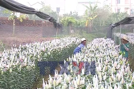 Hà Nội: Nhộn nhịp ở làng hoa Tây Tựu những ngày Giáp Tết 