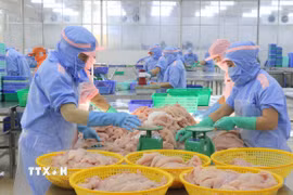 Chế biến cá tra xuất khẩu. (Ảnh: Công Mạo/TTXVN)