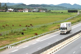 Gia súc được người dân thả rông trong hành lang bảo vệ của đường cao tốc Diễn Châu-Bãi Vọt (Nghệ An). (Ảnh: Xuân Tiến/TTXVN)