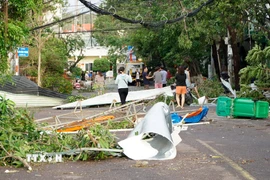 Bão số 13 làm nhiều cây xanh tại Quy Nhơn bị ngã đổ. (Ảnh: Đình Quân/TTXVN)