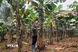 Xã Minh Châu có diện tích trồng chuối tiêu hồng hơn 60ha được tiêu thụ trong cả nước. (Ảnh Phương Anh/TTXVN)