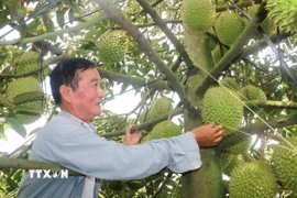 Ông Cao Văn Tấn kiểm tra trái sầu riêng nghịch vụ trong vườn của gia đình. (Ảnh: Công Mạo/TTXVN)