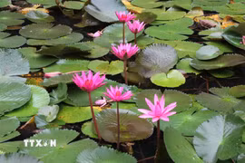 Mỗi độ hoa súng nở rộ, dòng Ngô Đồng ở Khu du lịch Tam Cốc - Bích Động, phường Nam Hoa Lư (Ninh Bình) lại khoác lên mình sắc tím dịu dàng, hòa quyện cùng vẻ đẹp núi non, sông nước của vùng đất di sản. (Ảnh: Thùy Dung/TTXVN)