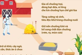 Chủ động phòng chống rét cho trâu bò, giảm thiểu thiệt hại 