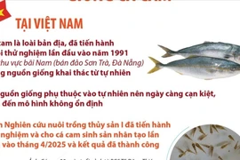 Việt Nam là nước đầu tiên trên thế giới sinh sản thành công giống cá cam 