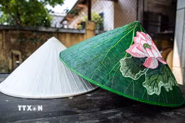 Huế từ lâu được biết đến với nghề làm nón lá. Bên cạnh nón lá truyền thống, sự xuất hiện của nón lá sen đã mang đến một làn gió mới, góp phần làm phong phú diện mạo của làng nghề. (Ảnh: Vân Chi/TTXVN phát)