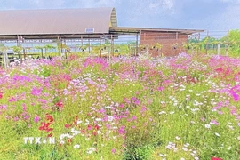 Cánh đồng hoa sao nhái tại Khu du lịch sinh thái Miền Tây Lodge ( làng hoa Sa Đéc, tỉnh Đồng Tháp) được chăm sóc kỹ lưỡng tạo điểm check in cho du khách. (Ảnh: Hồng Nhung/TTXVN)