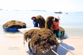 Năm nay, rong mơ quanh đảo Tam Hải sinh trưởng tốt giúp người dân khai thác đạt sản lượng cao. (Ảnh: Đỗ Trưởng/TTXVN)