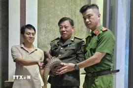 Các lực lượng chức năng tiếp nhận cá thể tê tê thuộc nhóm IB nguy cấp, quý hiếm từ người dân. (Ảnh: TTXVN phát)