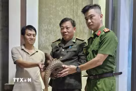 Các lực lượng chức năng tiếp nhận cá thể tê tê thuộc nhóm IB nguy cấp, quý hiếm từ người dân. (Ảnh: TTXVN phát)