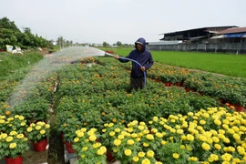 Những ngày cận Tết Nguyên đán, không khí lao động trên các cánh đồng, vườn hoa, vùng sản xuất rau màu của tỉnh Tây Ninh trở nên nhộn nhịp. (Ảnh: Đức Hạnh/TTXVN)