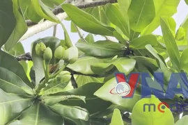 Cây bàng vuông - Biểu tượng của sức sống mãnh liệt ở Trường Sa 
