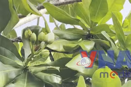 Cây bàng vuông - Biểu tượng của sức sống mãnh liệt ở Trường Sa 