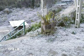 Băng giá xuất hiện dày đặc, phủ trắng trên cây cối, thảm cỏ với diện tích rộng lớn trên địa bàn xã biên giới Na Ngoi, tỉnh Nghệ An. (Ảnh: TTXVN phát)