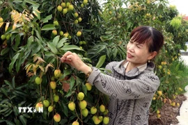 Nhờ chuyển giao khoa học kỹ thuật, đến nay, vải trứng Hưng Yên được nhân rộng tại các xã trên địa bàn huyện Phù Cừ. (Ảnh: Đinh Văn Nhiều/TTXVN)