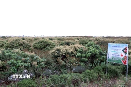 Vùng vải Thanh Hà đang nở rộ hoa và đậu quả non hứa hẹn một vụ được mùa. (Ảnh: Mạnh Tú/TTXVN)