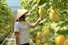 Mô hình trồng dưa lưới trong nhà màng tại An Giang cho năng suất ổn định, chất lượng đồng đều. (Ảnh: Thanh Sang/TTXVN)