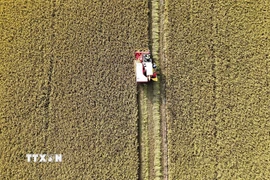 Sản xuất lúa chất lượng cao ứng dụng cơ giới hóa tại vùng chuyên canh lúa của tỉnh An Giang. (Ảnh: Thanh Sang/TTXVN)