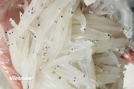 Cá ngần. (Nguồn: Vietnam+)