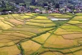 Mùa lúa chín vàng ở xã Ngọc Chiến, tỉnh Sơn La. (Ảnh: Quang Quyết/TTXVN)