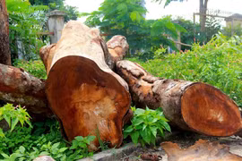 Hiện trường 13 cây xanh trong khuôn viên trụ sở xã H'Bông cũ, nay là xã Ia Hrú sau sáp nhập bị cưa hạ tận gốc. (Ảnh: Hoài Nam/TTXVN)