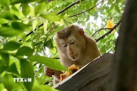 Con khỉ xổng chuồng đã tấn công và làm 3 người bị thương. (Ảnh: TTXVN phát)