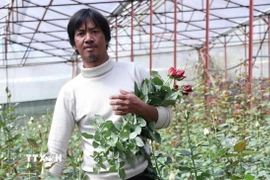 Gia đình anh Cil Ha Vit (39 tuổi, tổ dân phố Đankia, phường Lang Biang-Đà Lạt) thu nhập trên 10 triệu đồng/tháng từ vườn hoa hồng công nghệ cao. (Ảnh: Nguyễn Dũng/TTXVN)