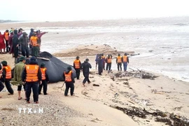 Công tác phối hợp ứng cứu đang được cán bộ, chiến sỹ và nhân dân thực hiện hết sức khẩn trương, tích cực. (Ảnh: TTXVN phát)