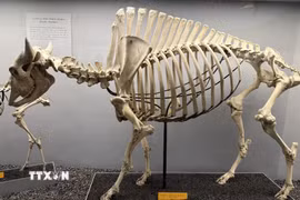 Nguyên bộ xương bò rừng Bison châu Mỹ được trưng bày tại Bảo tàng Lịch sử Tự nhiên Quốc gia Mỹ. (Ảnh: Ngọc Quang/TTXVN)