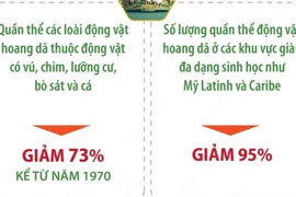 Ngày Động vật hoang dã thế giới 3/3: Những con số báo động 