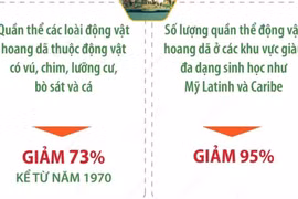 Ngày Động vật hoang dã thế giới 3/3: Những con số báo động 