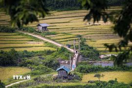 Cánh đồng ruộng bậc thang Huổi Thanh mùa lúa chín