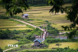 Cánh đồng ruộng bậc thang Huổi Thanh mùa lúa chín