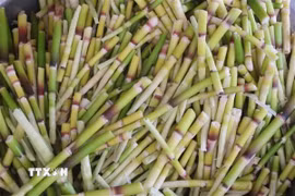 Một loại măng rừng. (Nguồn: TTXVN)