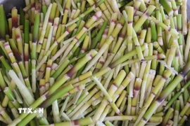 Một loại măng rừng. (Nguồn: TTXVN)