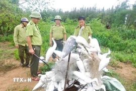 Lực lượng kiểm lâm Hạt Kiểm lâm Quỳnh Lưu-Hoàng Mai đốt, tiêu hủy lưới bẫy và chim giả bằng xốp. (Ảnh: TTXVN phát)
