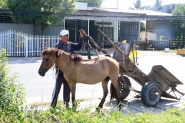 Những bến xe ngựa sầm uất thuở nào giờ chỉ còn là bãi đất trống nằm cặp Tỉnh 948, thuộc xã An Cư, tỉnh An Giang. (Ảnh: Công Mạo/TTXVN)