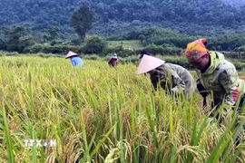 Giá lúa giảm, ngành nông nghiệp nêu các giải pháp hỗ trợ nông dân. (Ảnh: Tá Chuyên/TTXVN)