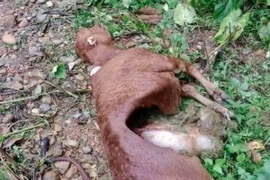 Chó sói hoang dã đã giết hại 50 con trâu, bò của 31 hộ dân tại xã Núa Ngam, tỉnh Điện Biên. (Ảnh: Xã Núa Ngam cung cấp)